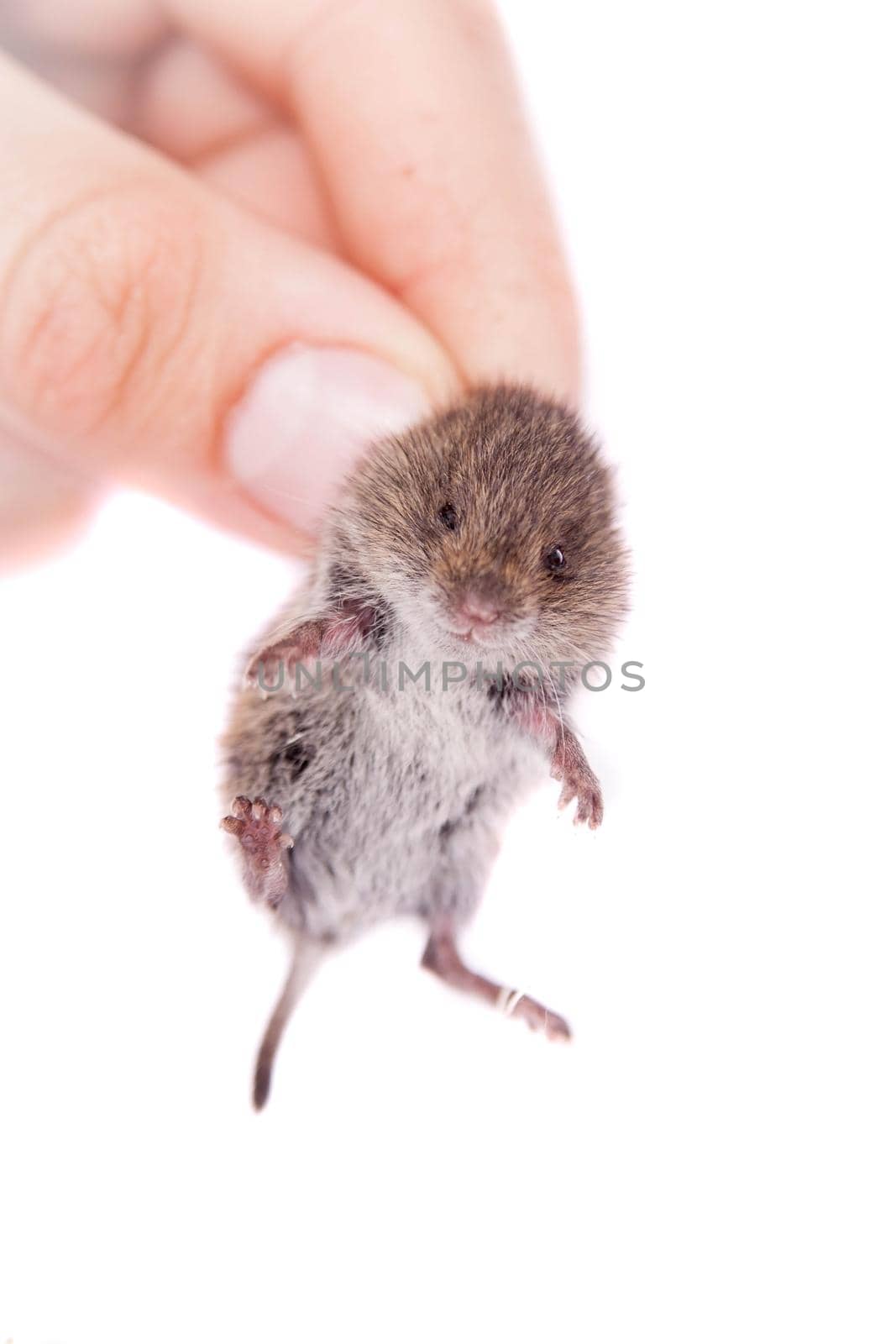 Common Vole, 3 weeks old, on white by RosaJay