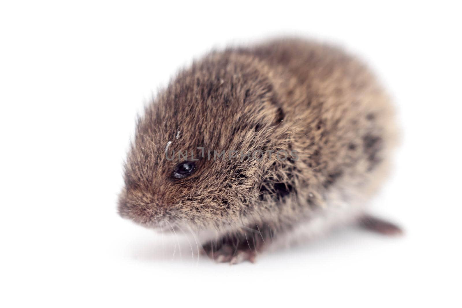 Common Vole, Microtus arvalis, 3 weeks old, isolated on white