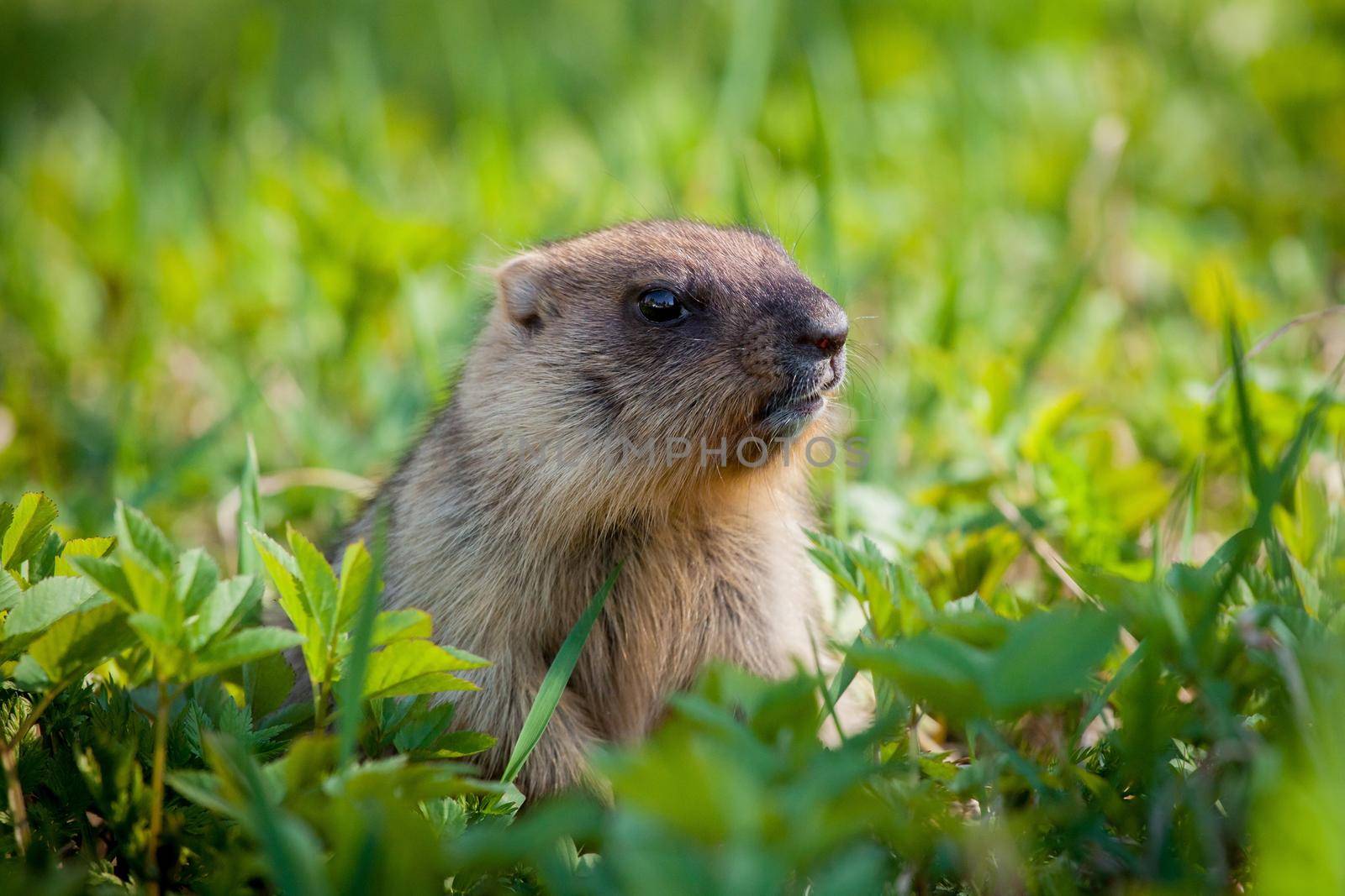 The bobak marmot cub on grass, Marmota bobak, or steppe marmot