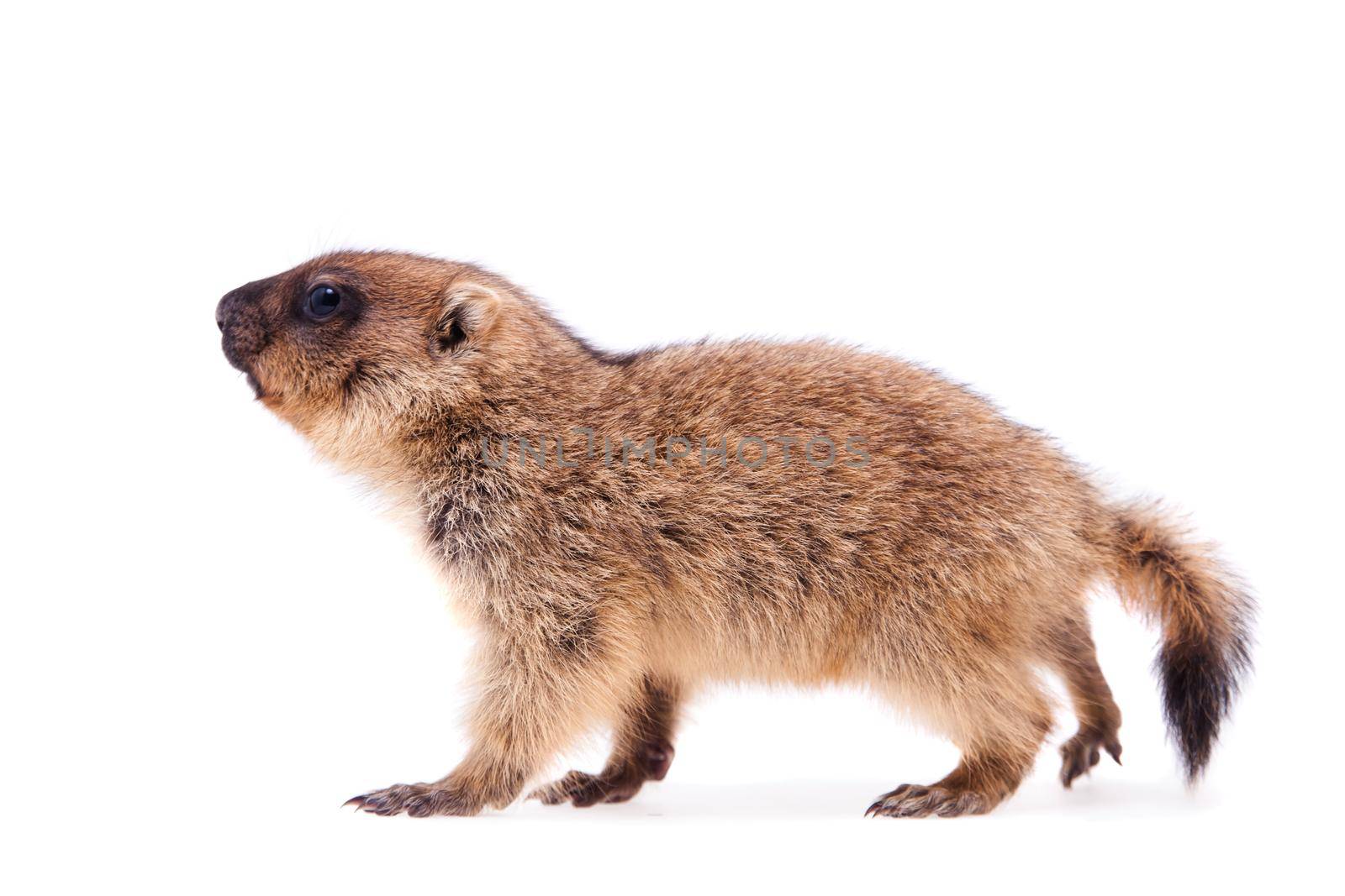 The bobak marmot cub isolated on white, Marmota bobak, or steppe marmot