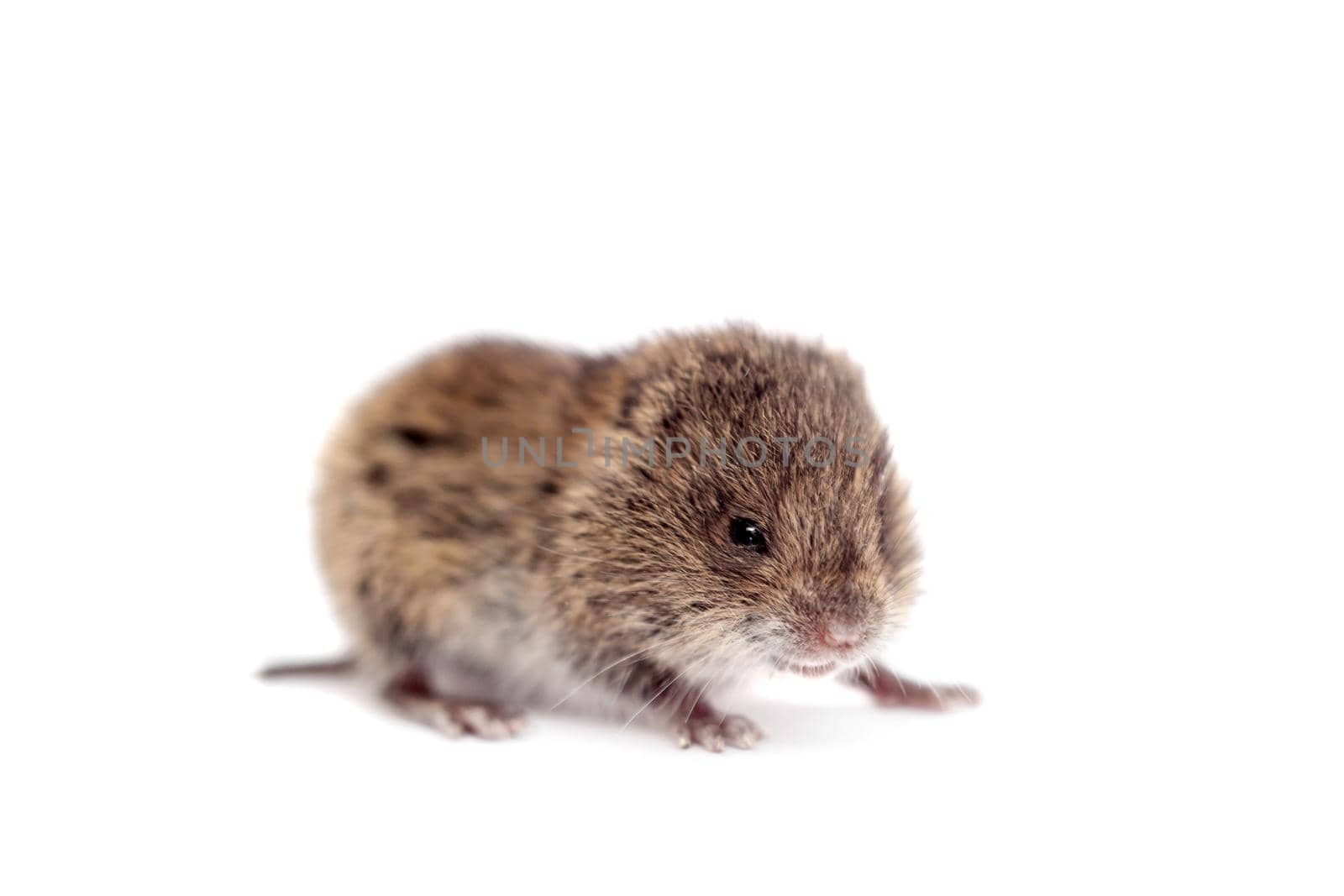 Common Vole, Microtus arvalis, 3 weeks old, isolated on white