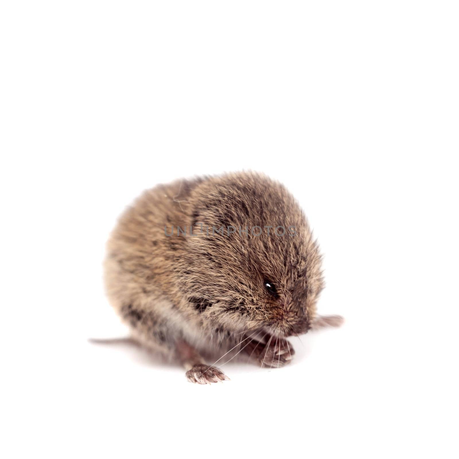 Common Vole, 3 weeks old, on white by RosaJay