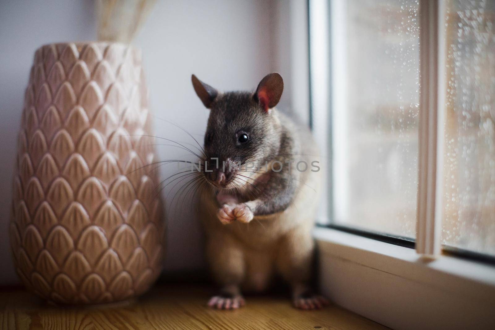 Giant african pouched rat or crycetomys gambianus in front of window