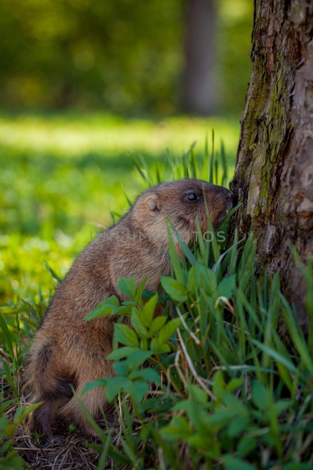 The bobak marmot cub on grass by RosaJay