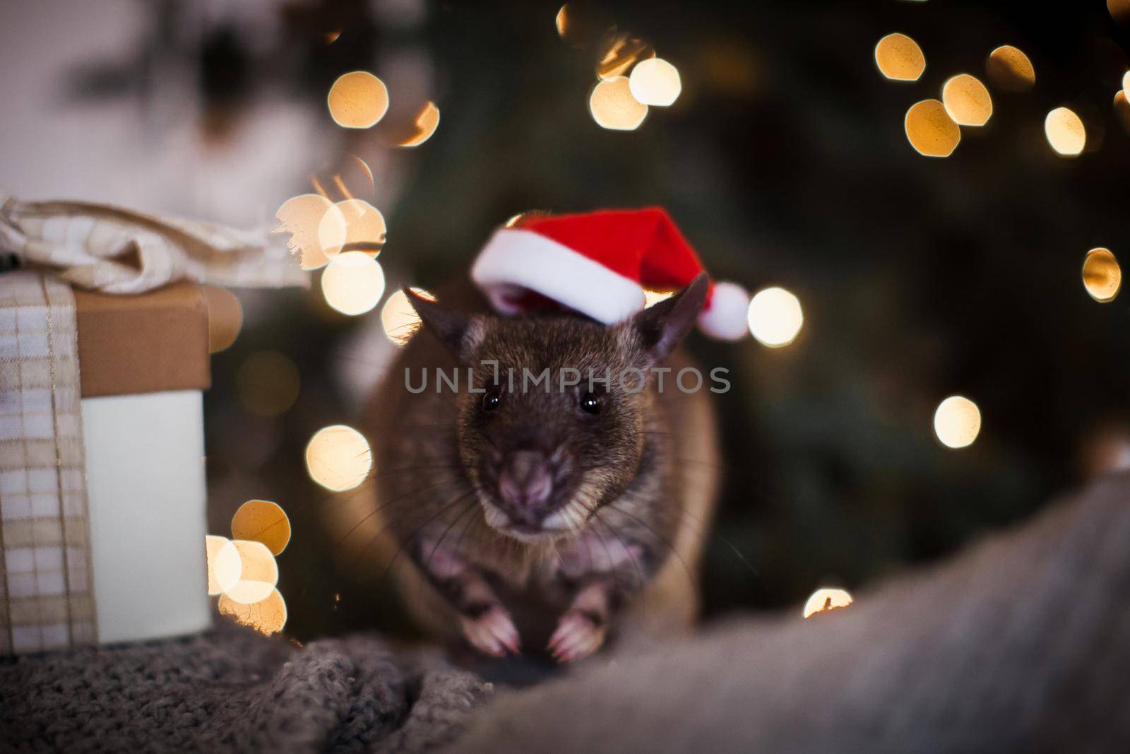 Giant african pouched rat in decorated room with Christmass tree. by RosaJay