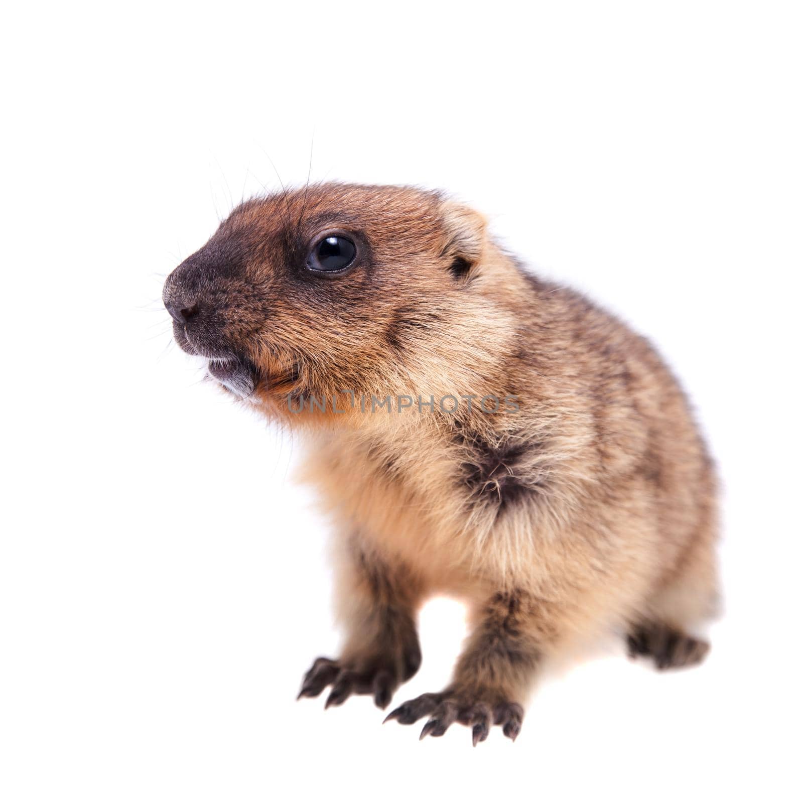 The bobak marmot cub isolated on white, Marmota bobak, or steppe marmot