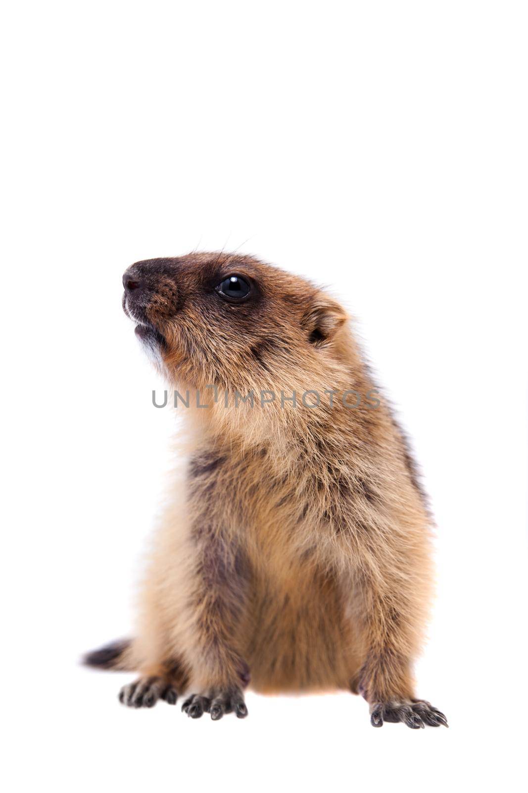 The bobak marmot cub on white by RosaJay