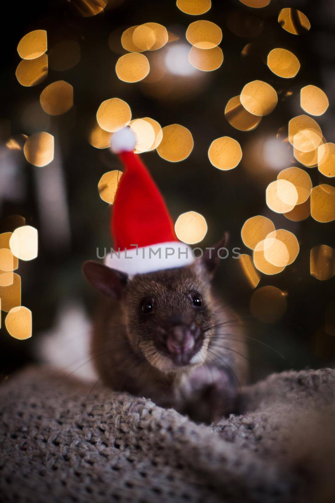 Giant african pouched rat in decorated room with Christmass tree. New Years celebration.