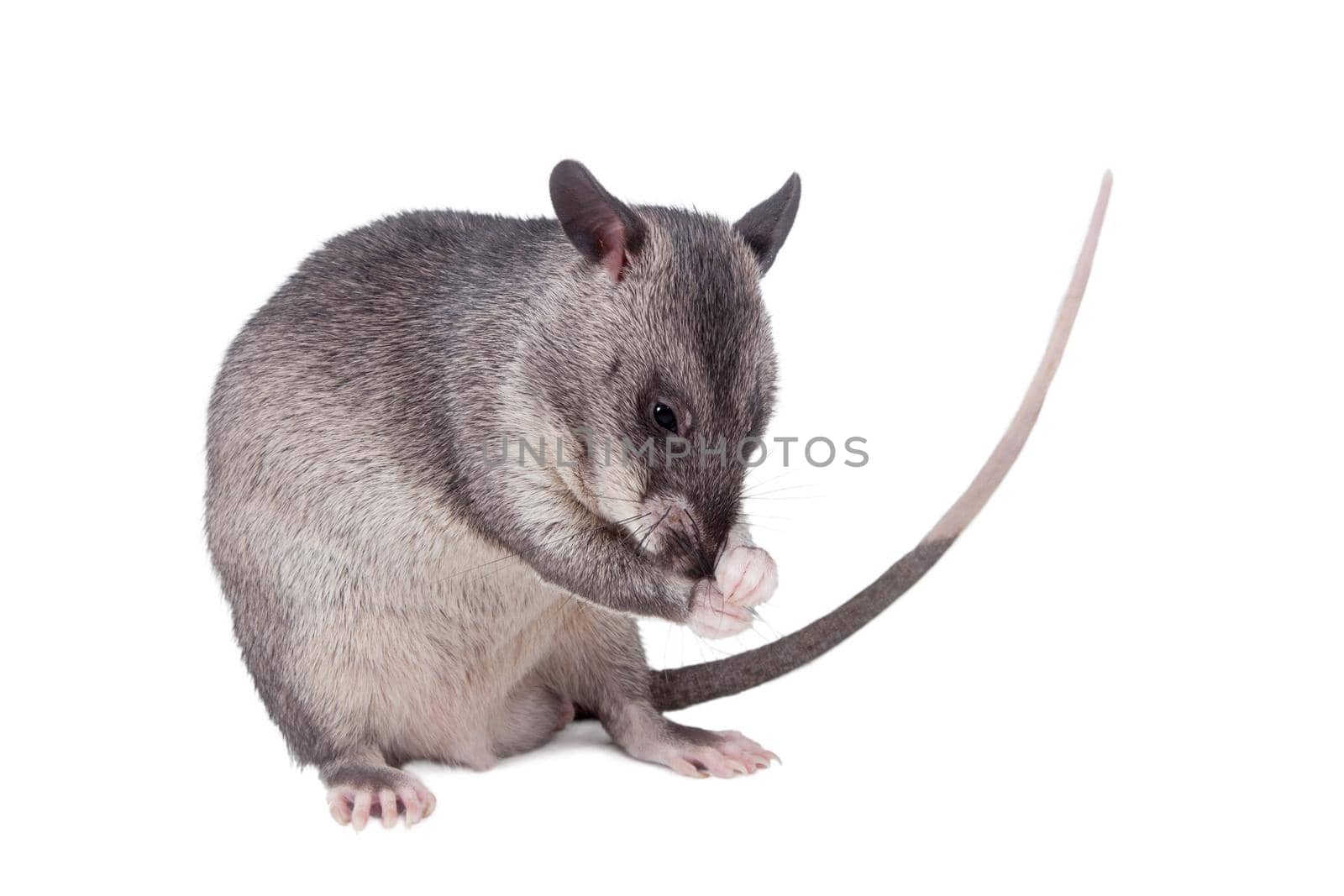 Gambian pouched rat cub, Cricetomys gambianus, isolated on white background