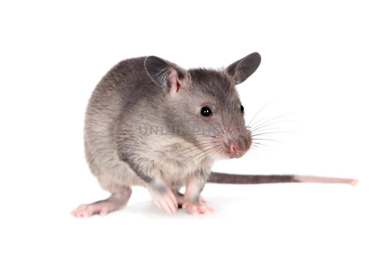 Gambian pouched rat cub, Cricetomys gambianus, isolated on white background