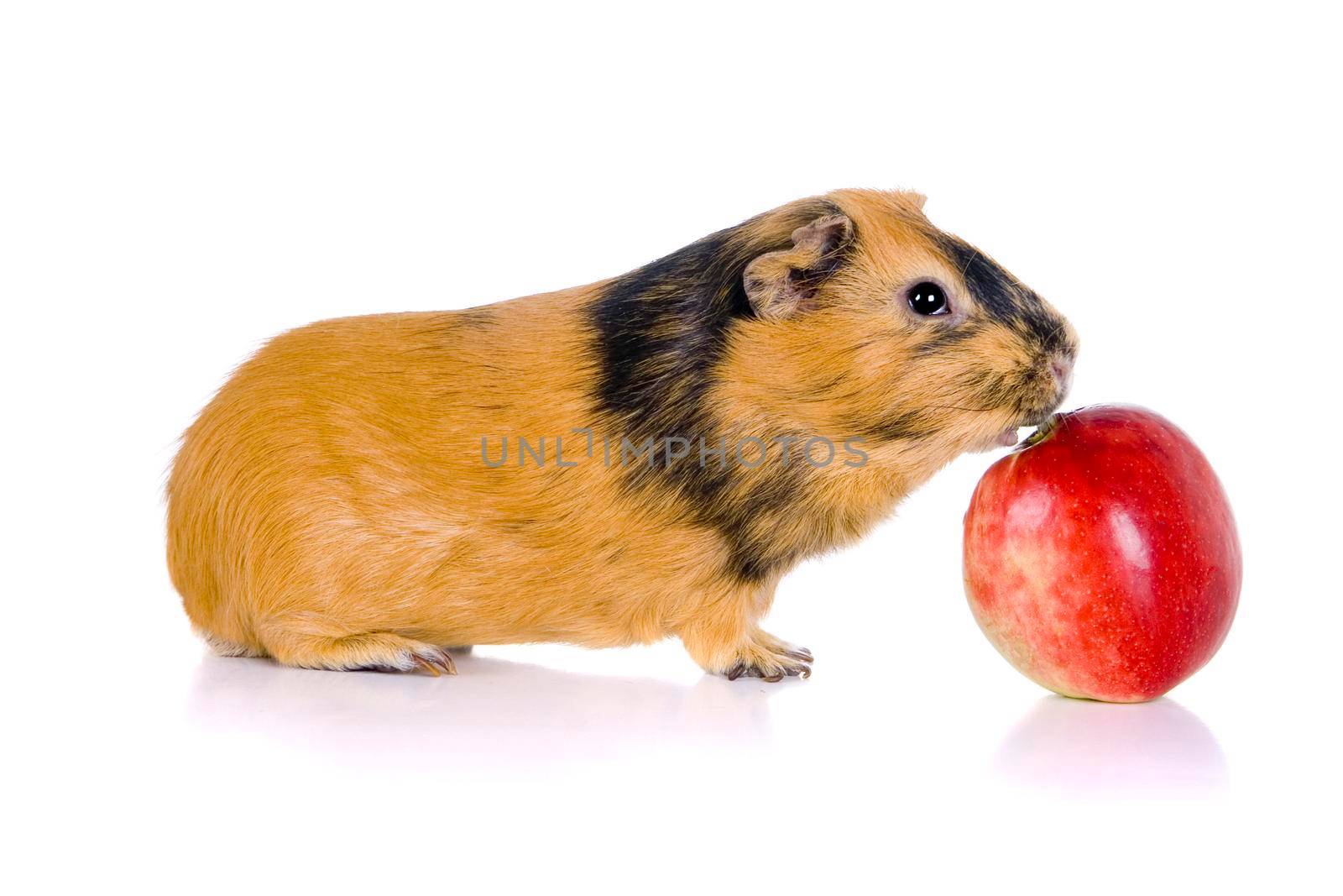 Guinea pig eats an apple. Isolation on the white