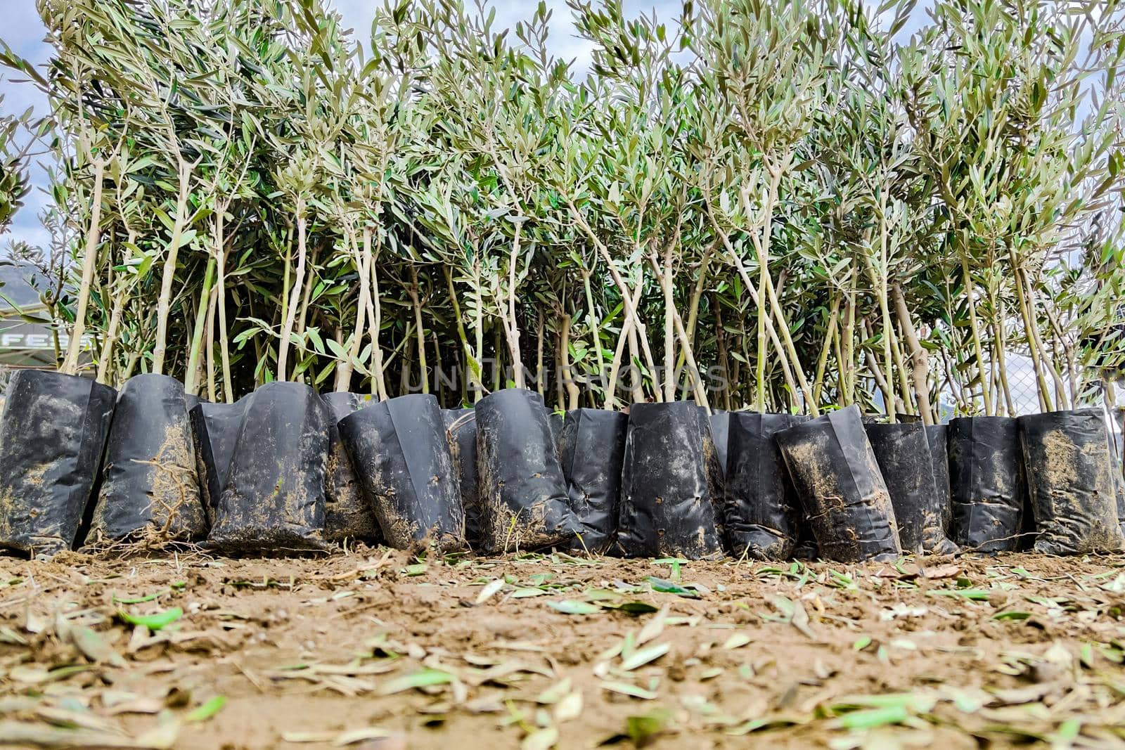 Olive tree seedlings in plant nursery prepared for sale, for landing. Lower angle