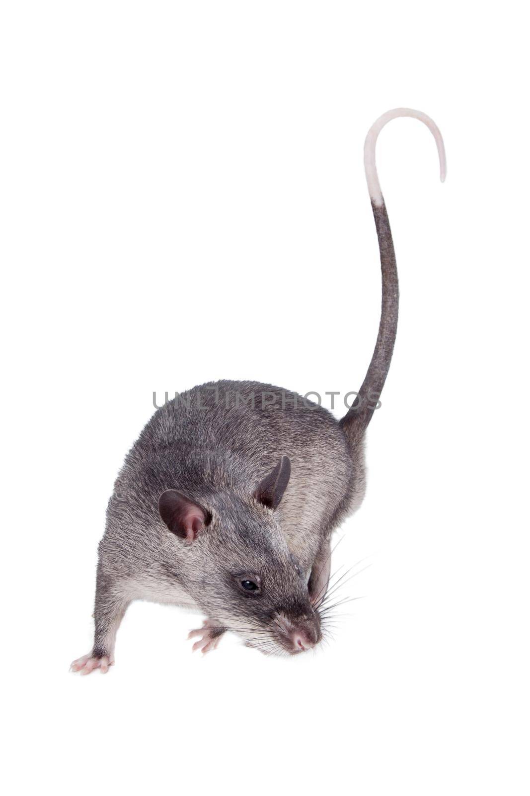 Gambian pouched rat cub, Cricetomys gambianus, isolated on white background