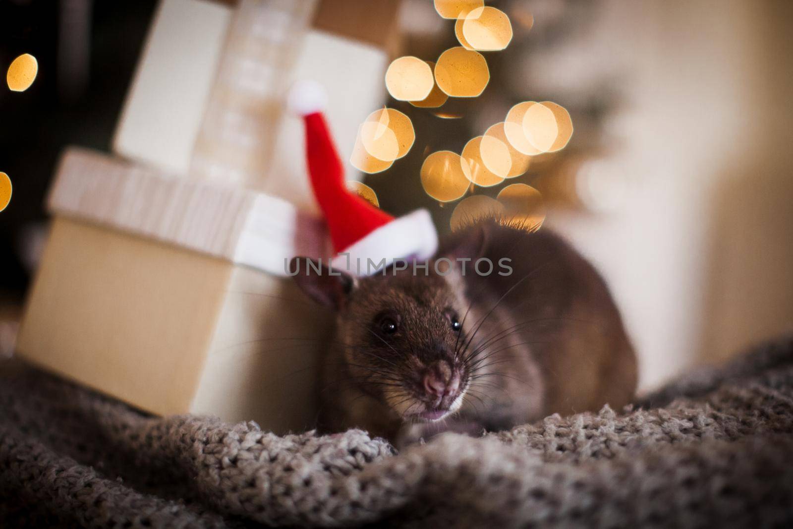 Giant african pouched rat in decorated room with Christmass tree. New Years celebration.