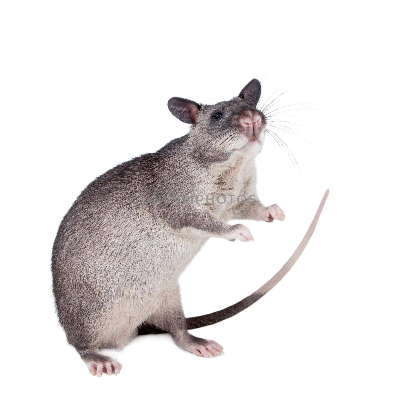 Gambian pouched rat cub, Cricetomys gambianus, isolated on white background