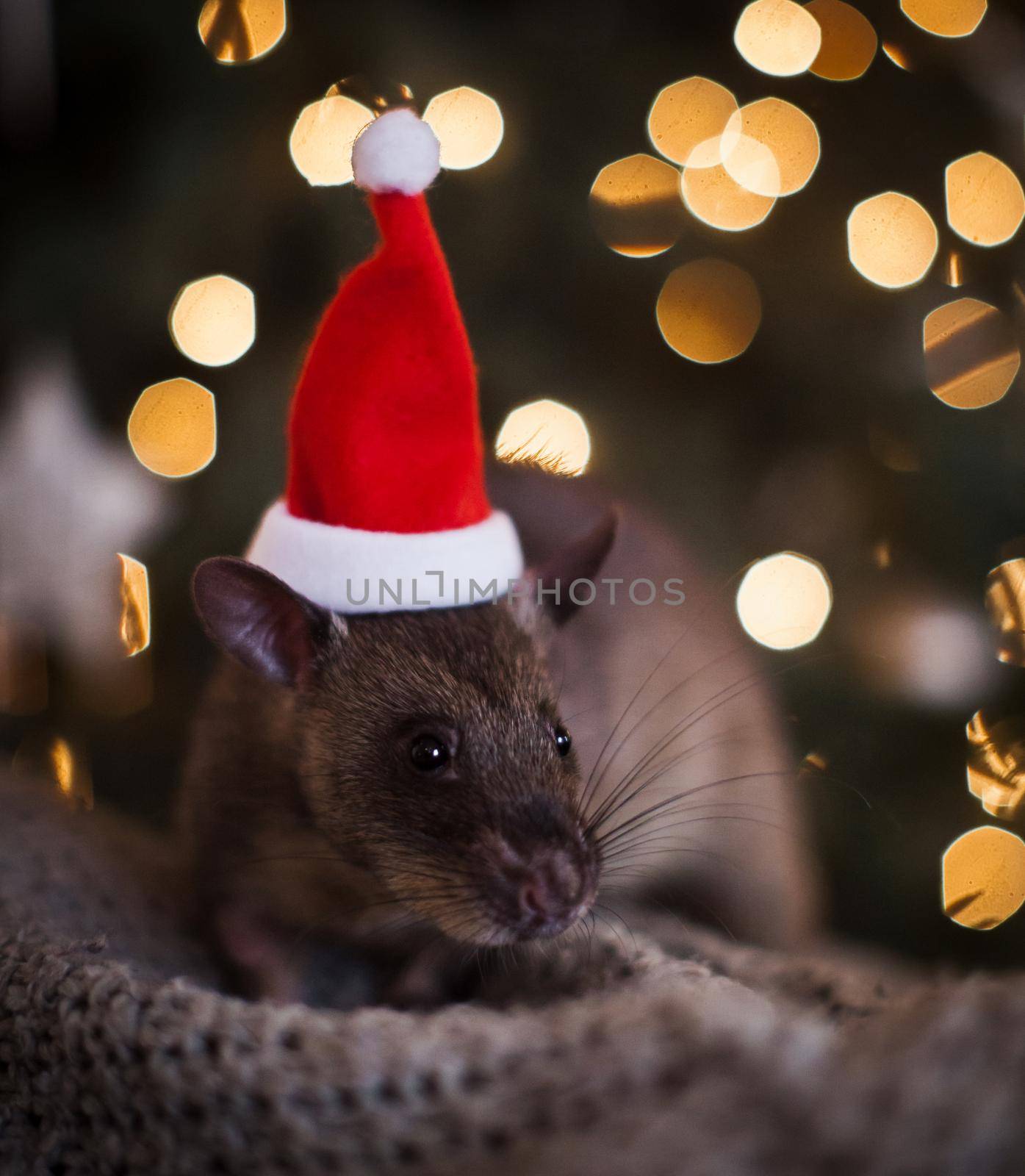 Giant african pouched rat in decorated room with Christmass tree. by RosaJay