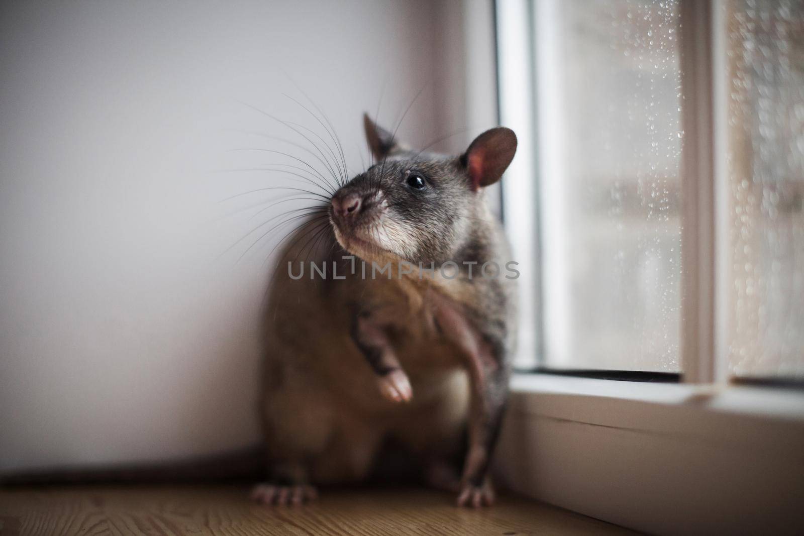 Giant african pouched rat or crycetomys gambianus in front of window