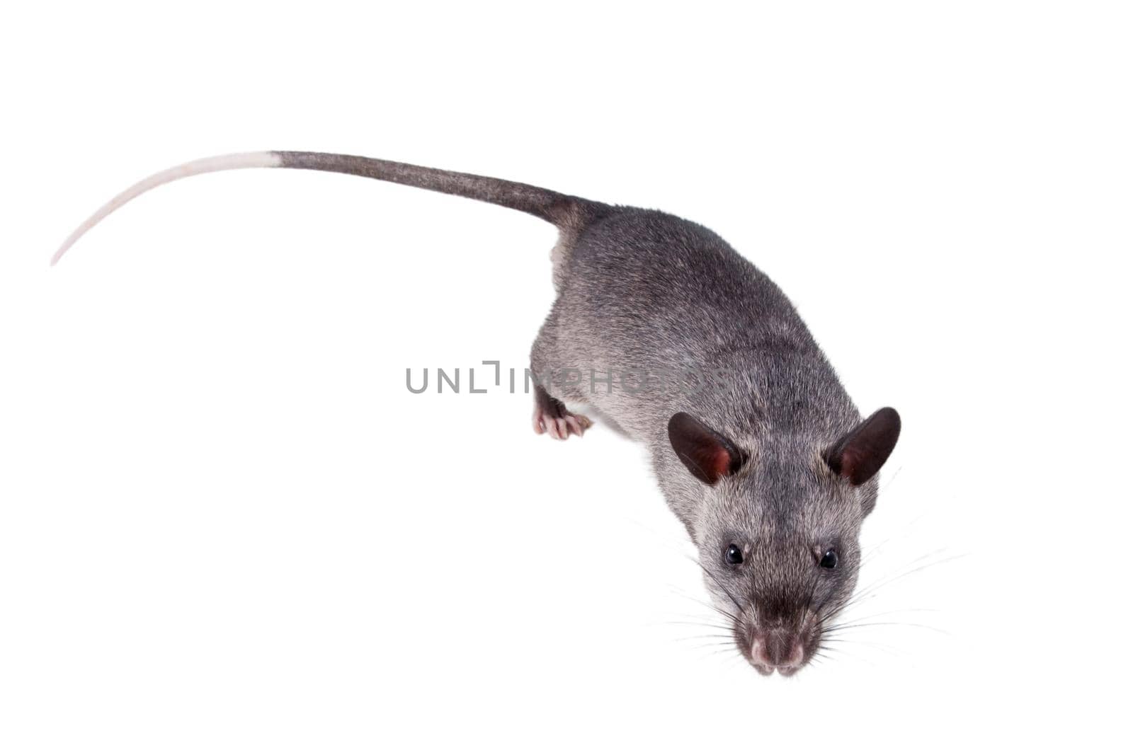 Gambian pouched rat cub, Cricetomys gambianus, isolated on white background