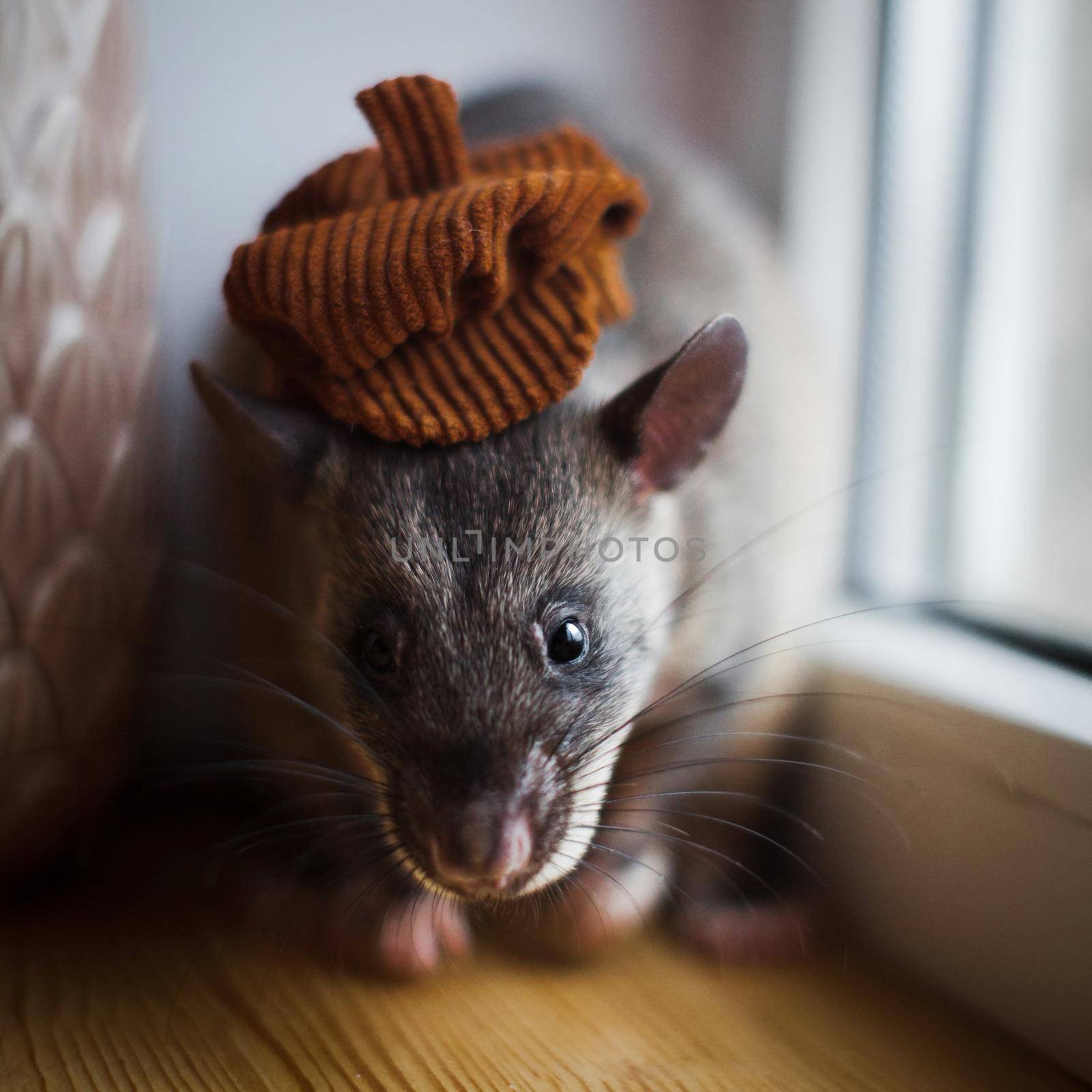 Giant african pouched rat in funny hat in front of window by RosaJay