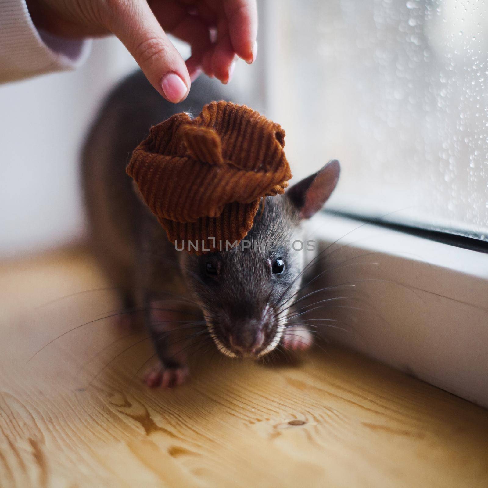 Giant african pouched rat in funny hat in front of window by RosaJay