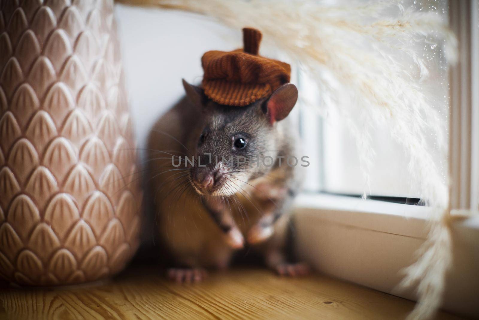 Giant african pouched rat in funny hat or crycetomys gambianus in front of window