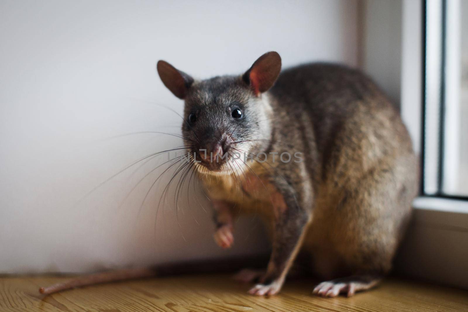 Giant african pouched rat or crycetomys gambianus in front of window