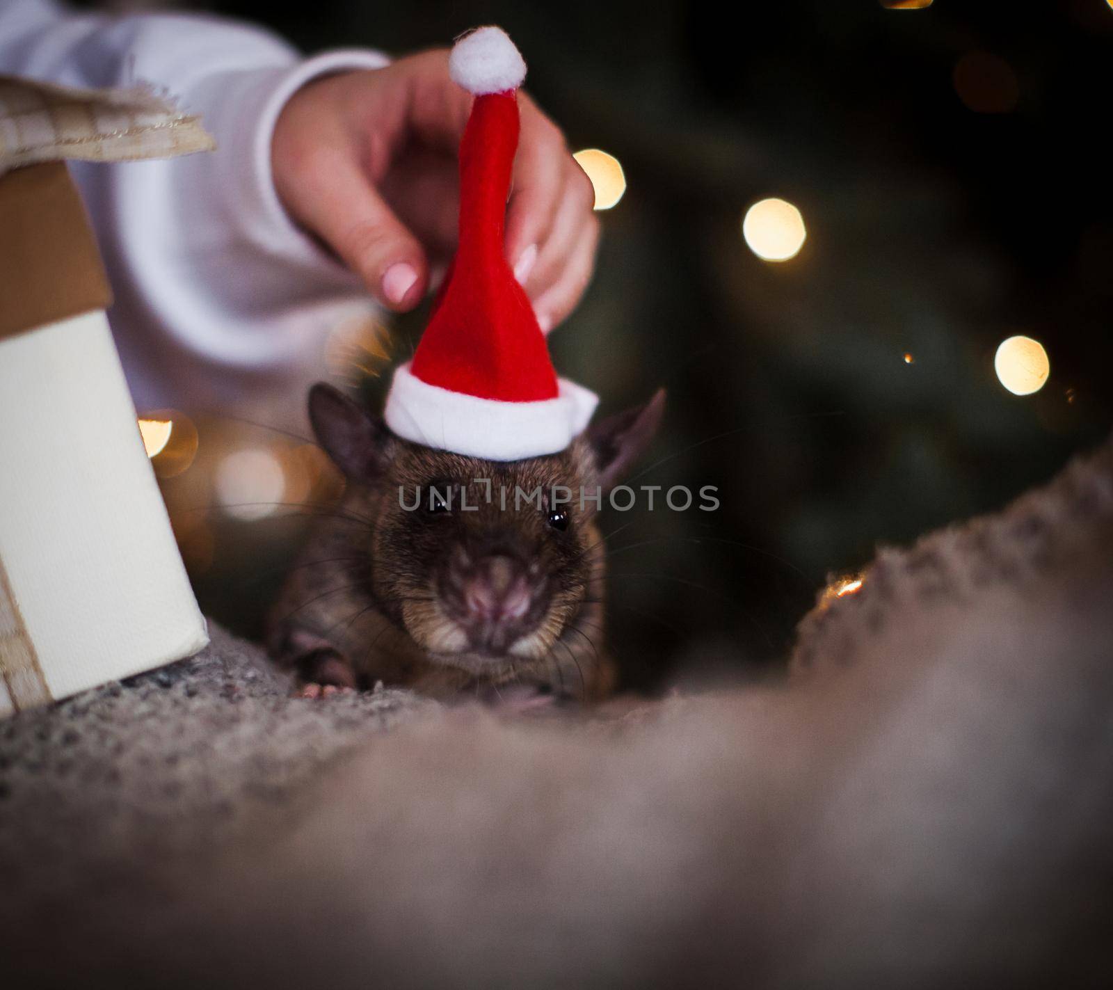 Giant african pouched rat in decorated room with Christmass tree. New Years celebration.