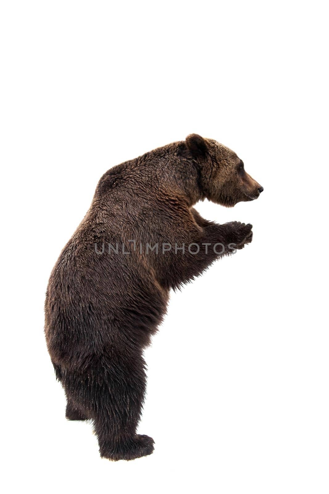 Brown bear, Ursus arctos, isolated on white background