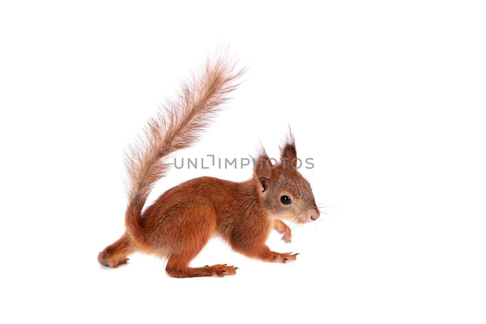 Eurasian red Squirrel, Sciurus Vulgaris on white by RosaJay