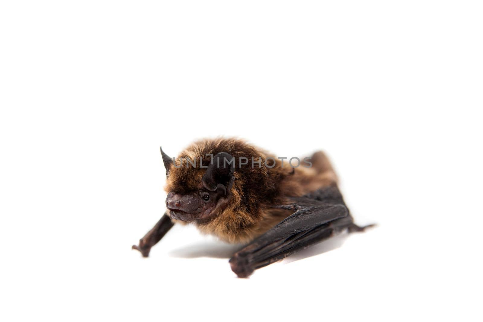 Northern bat, Eptesicus nilssonii, isolated on white.