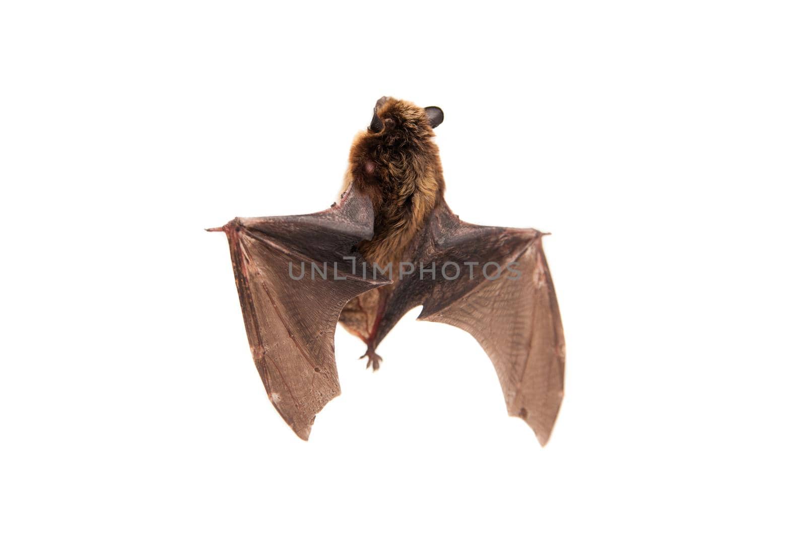 Northern bat on white. by RosaJay