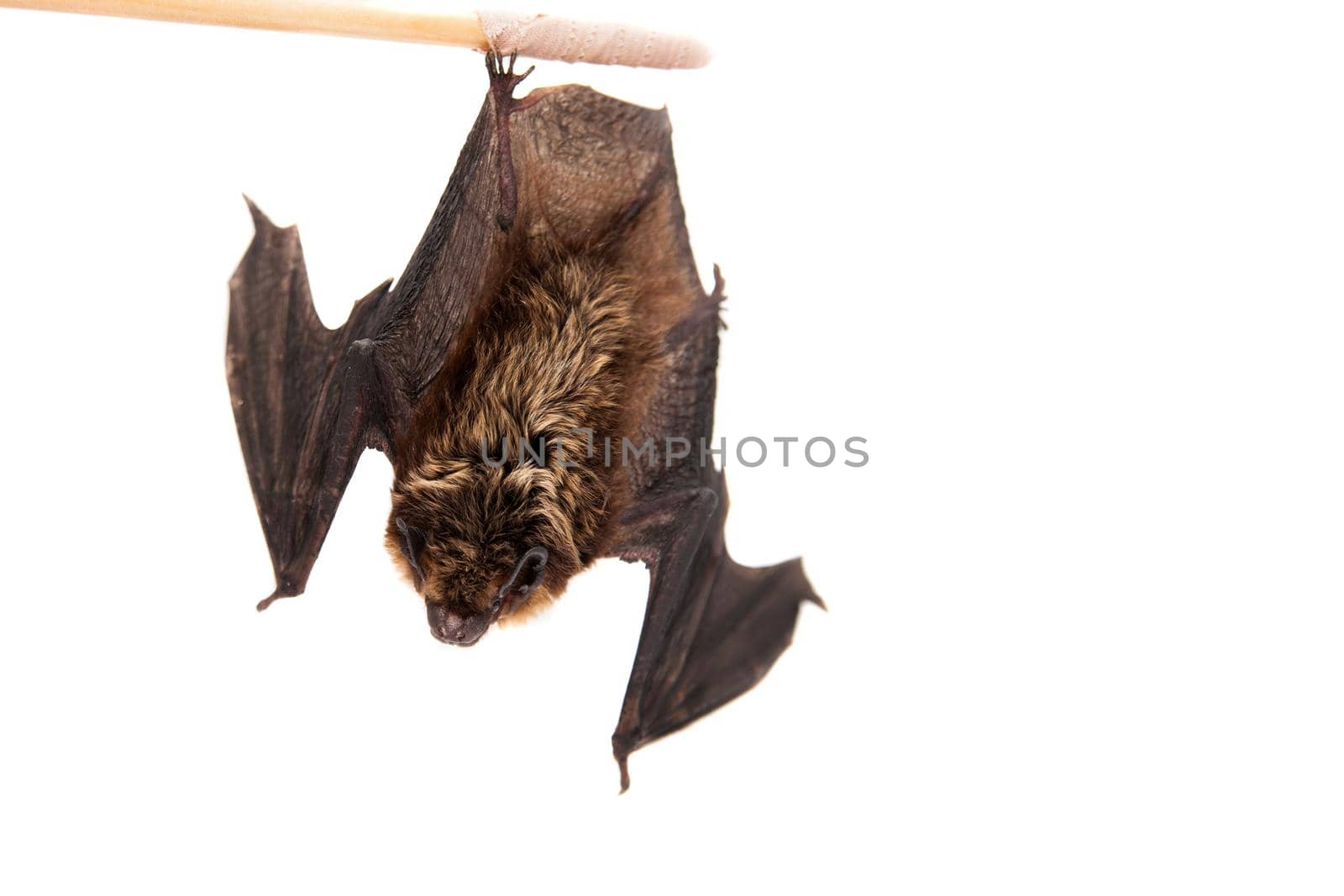 Northern bat, Eptesicus nilssonii, isolated on white.