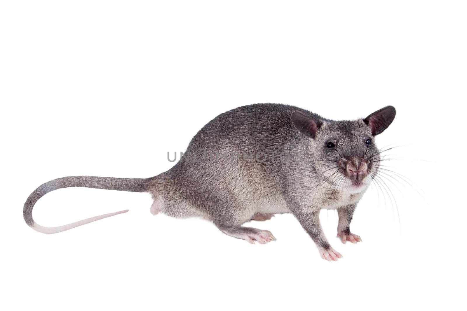 Gambian pouched rat cub, Cricetomys gambianus, isolated on white background