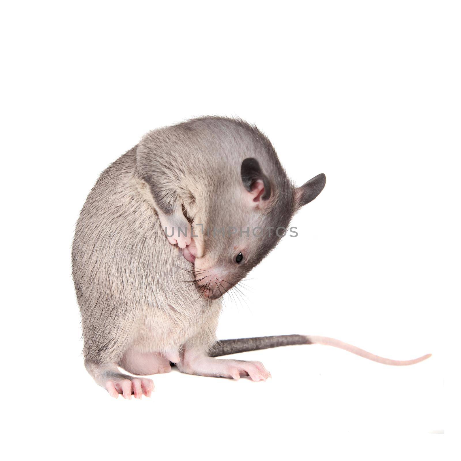 Gambian pouched rat cub, Cricetomys gambianus, isolated on white background