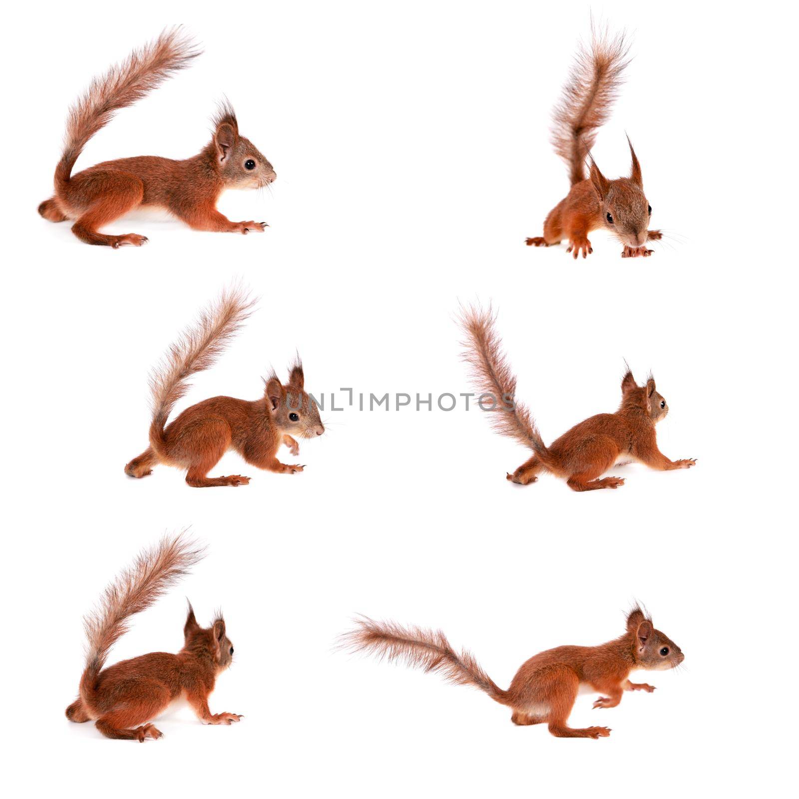 Eurasian red Squirrel, Sciurus Vulgaris on white by RosaJay