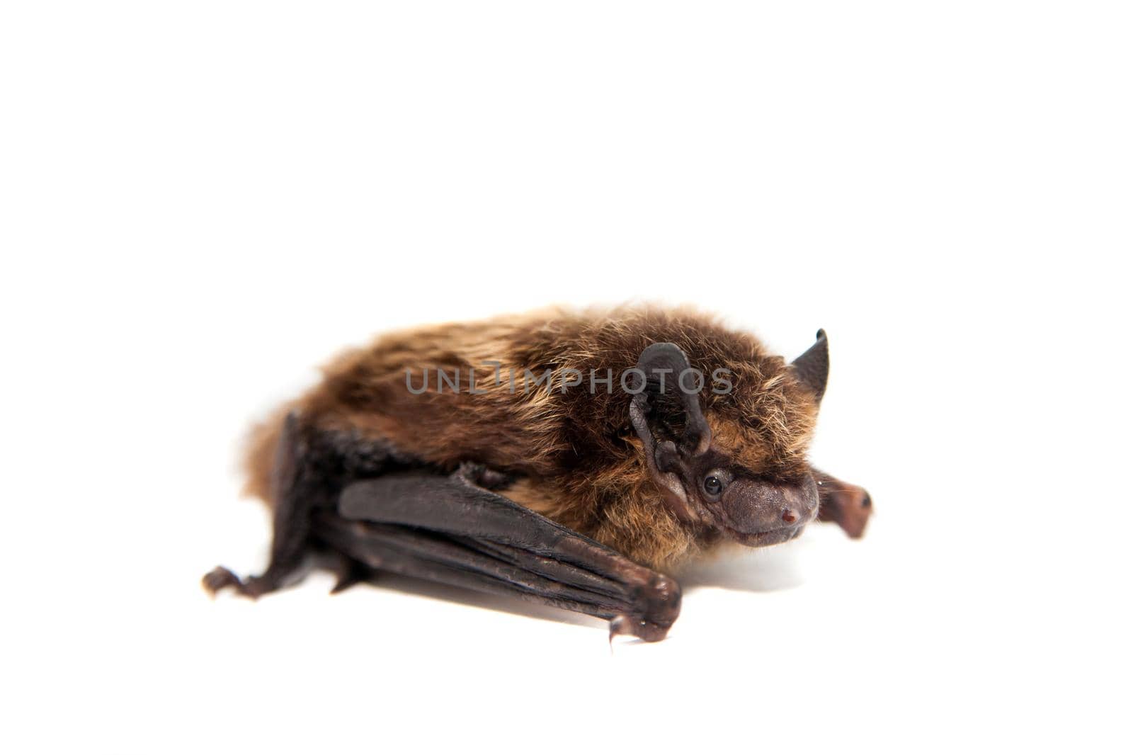 Northern bat, Eptesicus nilssonii, isolated on white.