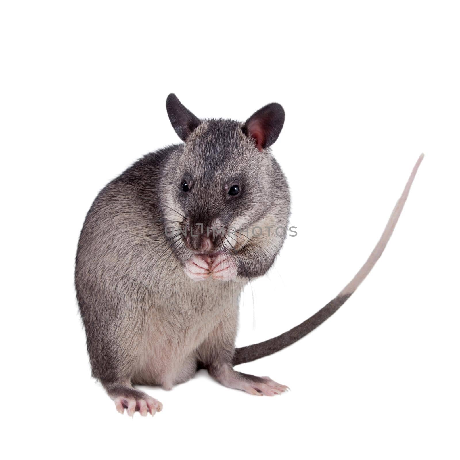 Gambian pouched rat cub, Cricetomys gambianus, isolated on white background