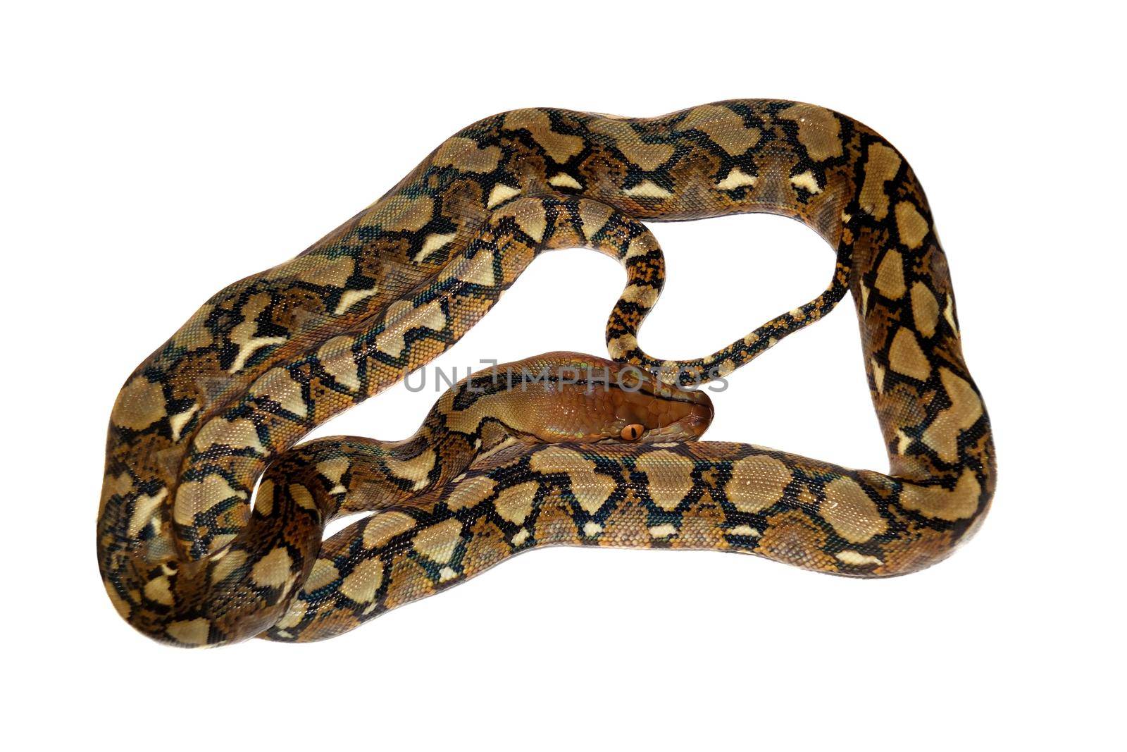 Reticulated Python, Python reticulatus, isolated on white background
