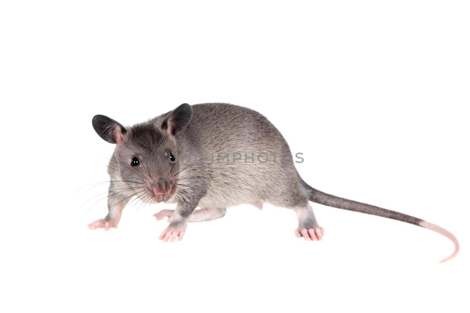 Gambian pouched rat cub, Cricetomys gambianus, isolated on white background