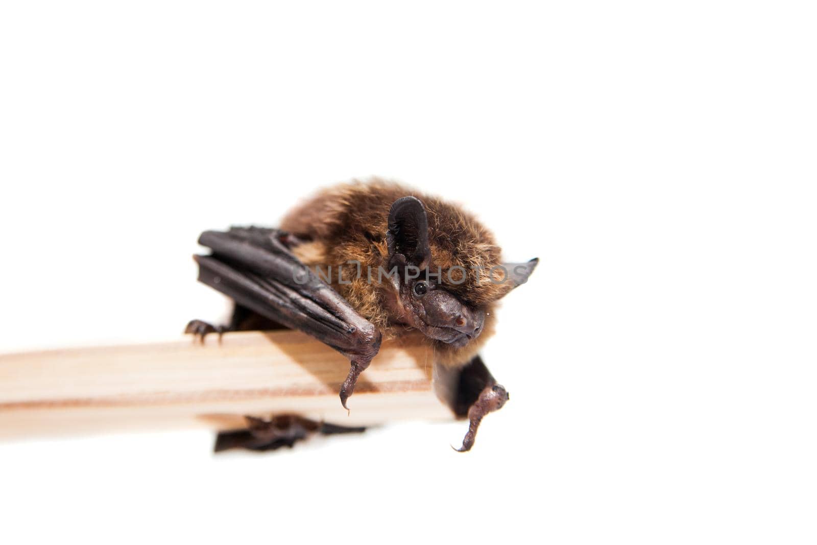 Northern bat, Eptesicus nilssonii, isolated on white.