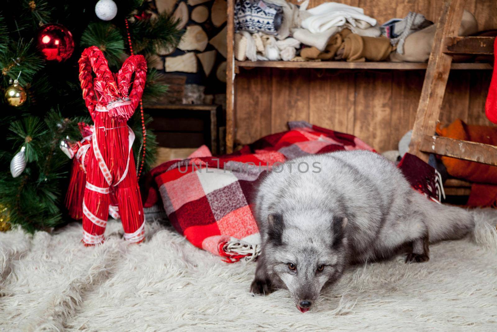 Pretty gray arctic fox in christmas or new year's decorations