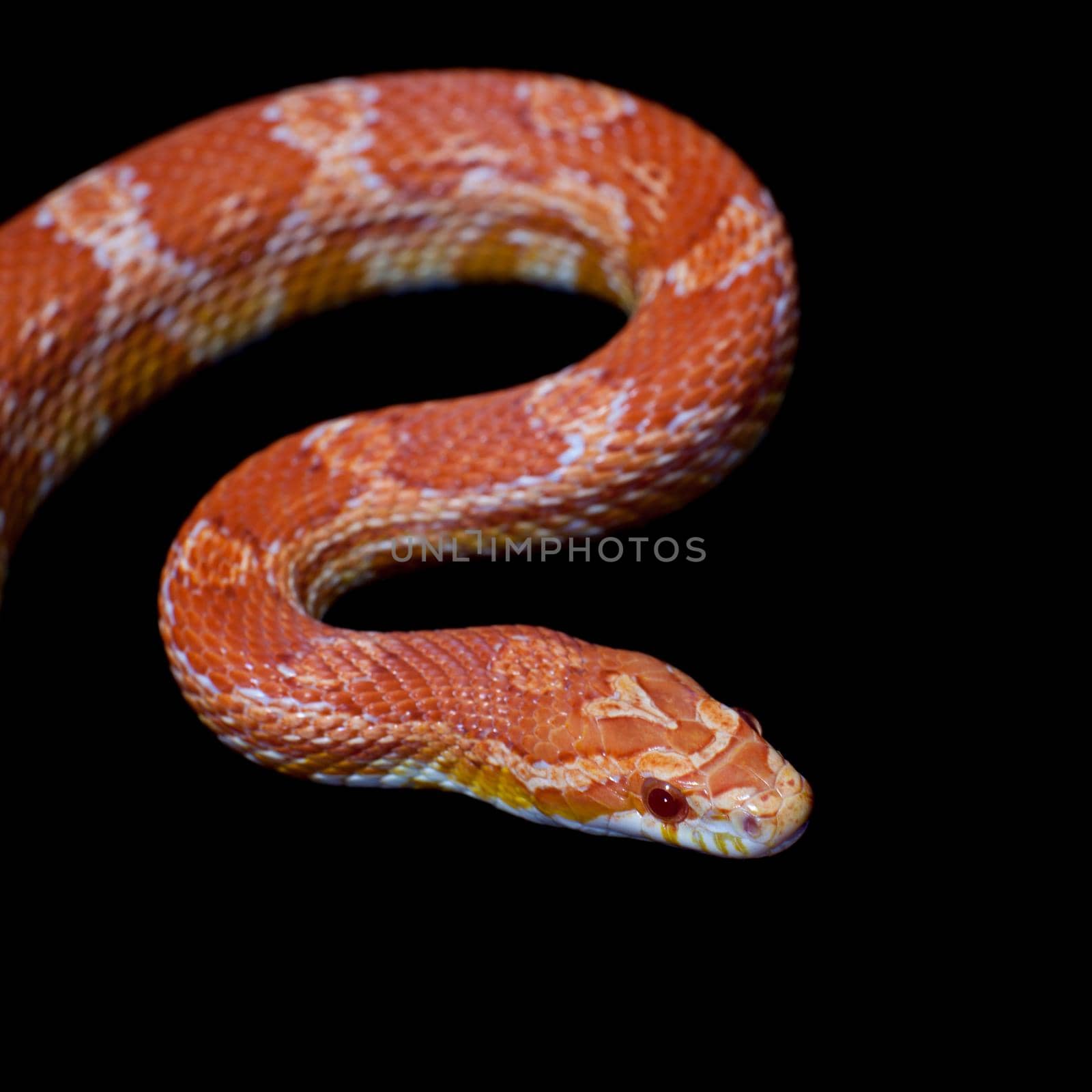 Pink corn Snake, Pantherophis guttatus, on black by RosaJay