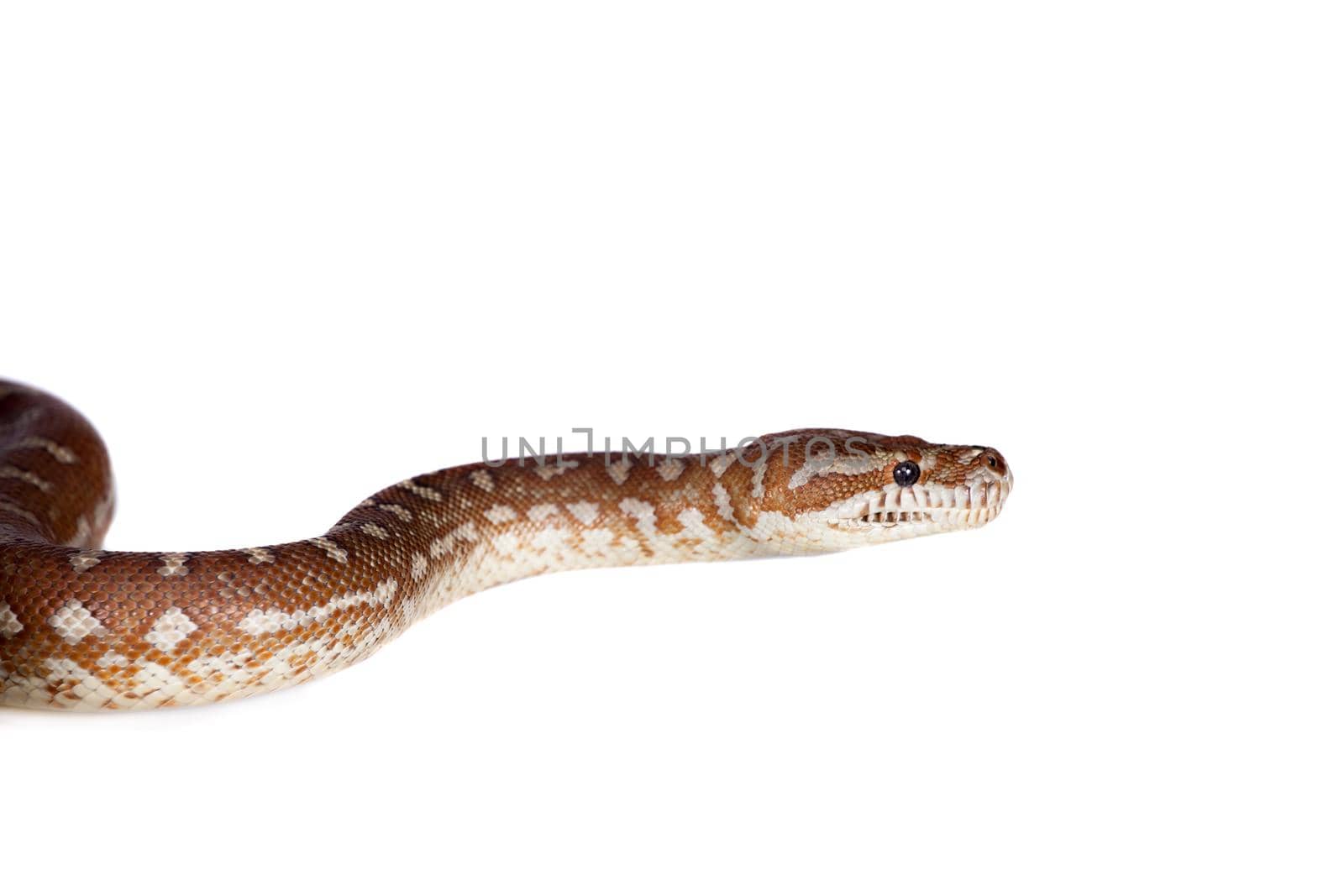 Centralian carpet python on white by RosaJay