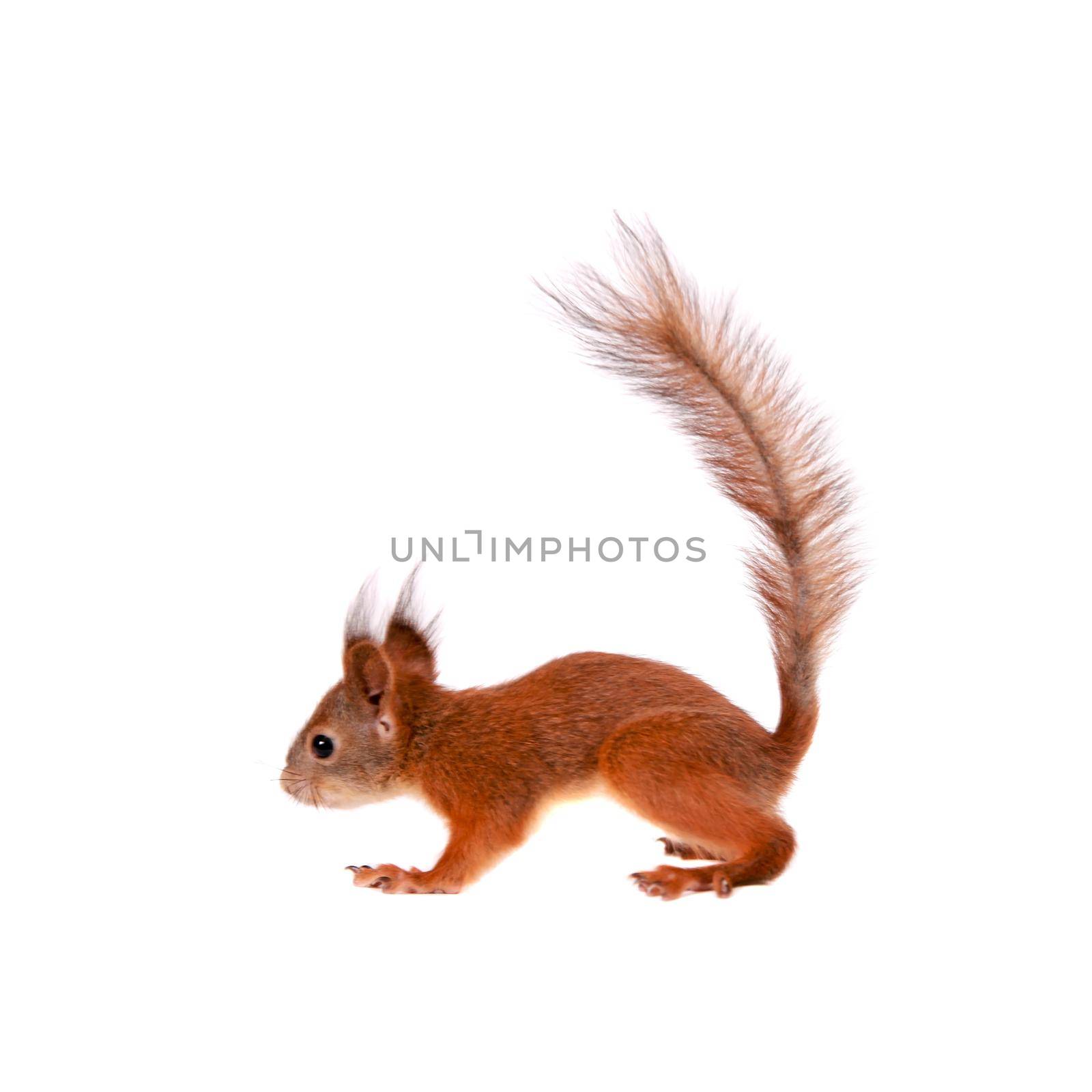 Eurasian red Squirrel, Sciurus Vulgaris on white by RosaJay