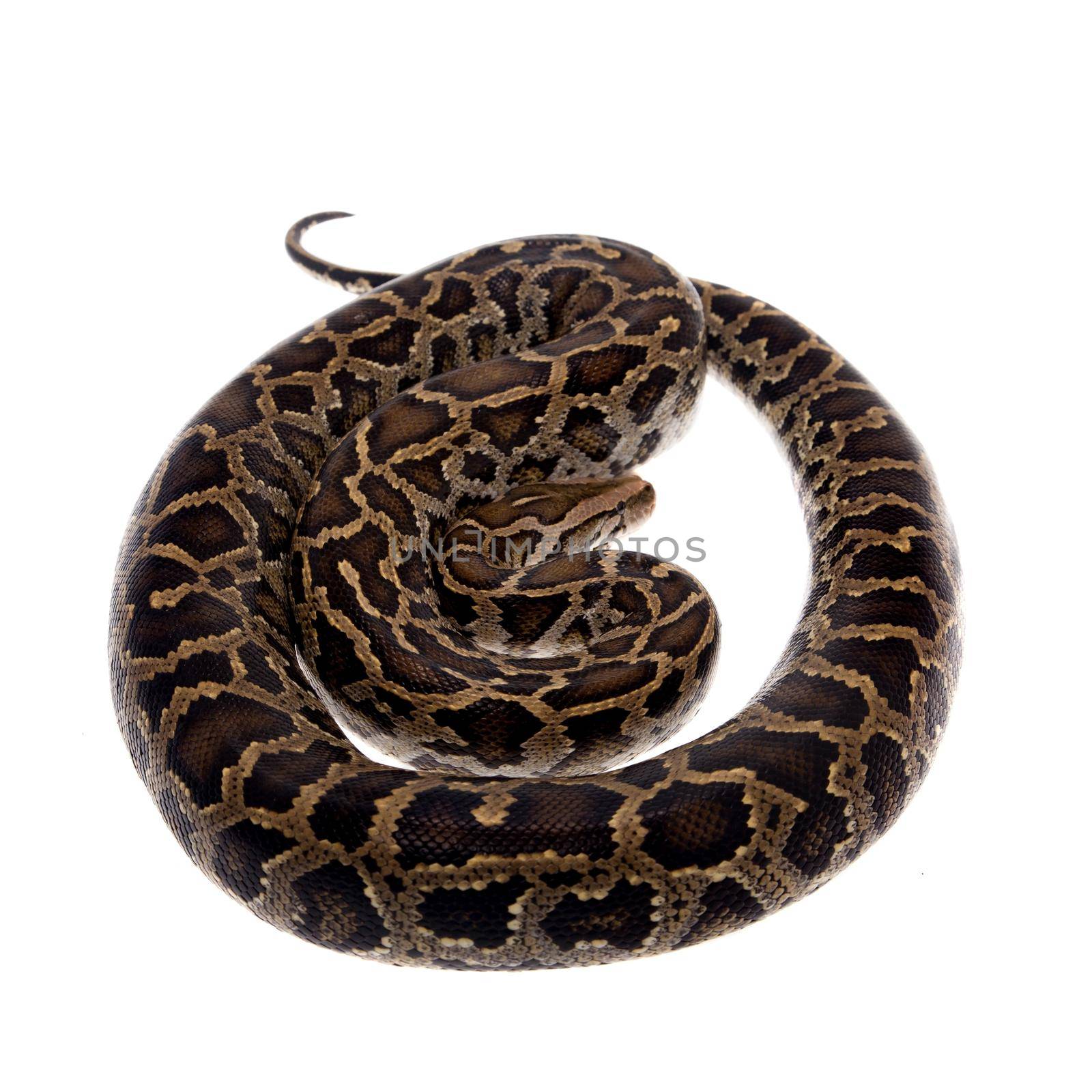 Burmese python on white background by RosaJay