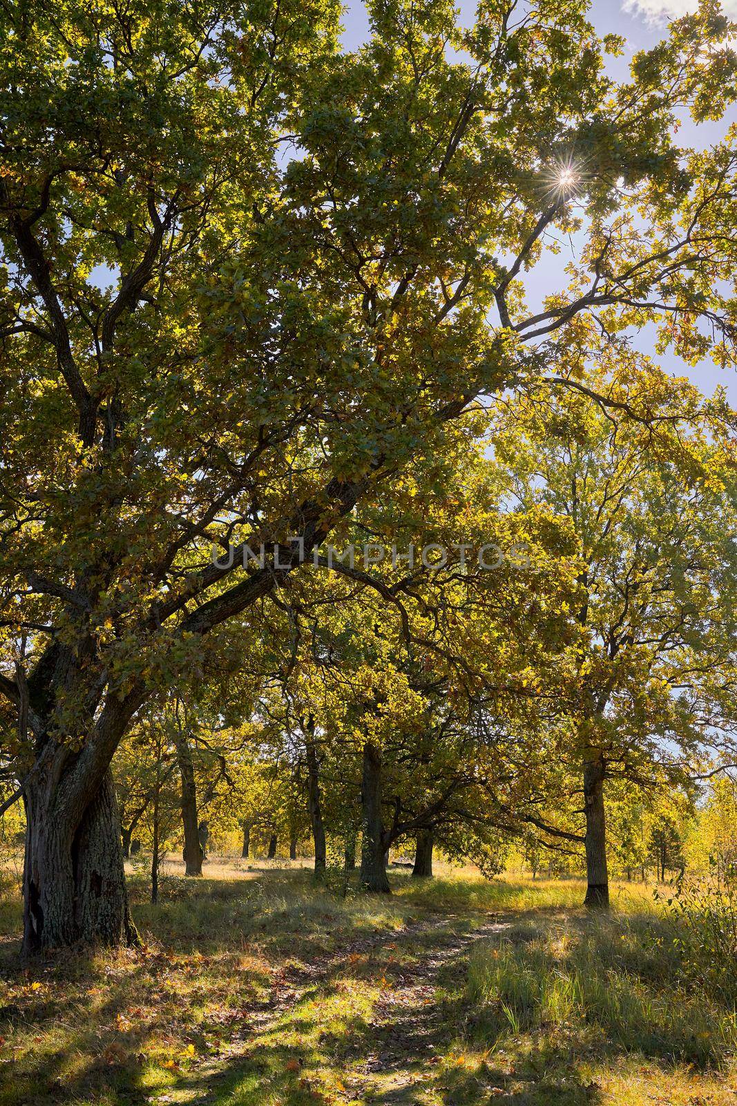 View of green big trees in oak forest on a sunny summer day, nature concept background.