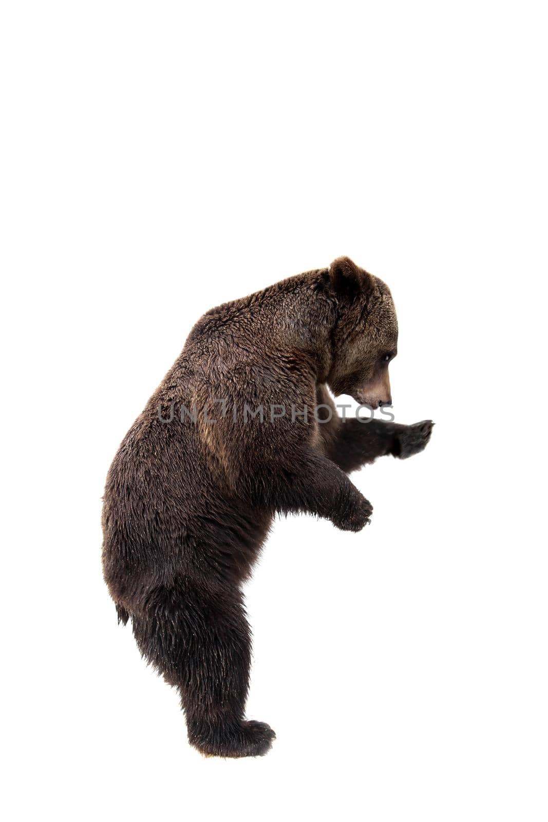 Brown bear, Ursus arctos, isolated on white background