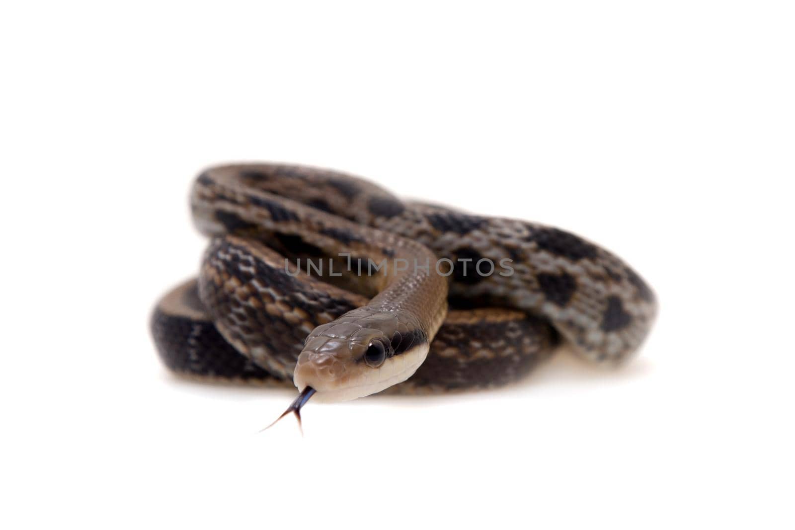 Beauty Rat Snake, Orthriophis taeniurus, on white by RosaJay
