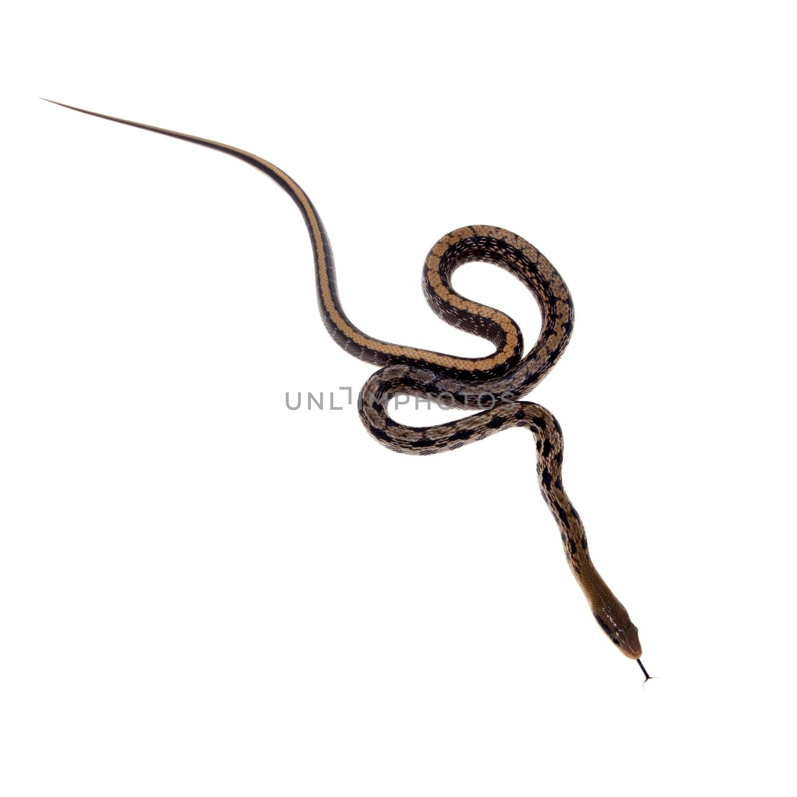Beauty Rat Snake, Orthriophis taeniurus, on white by RosaJay