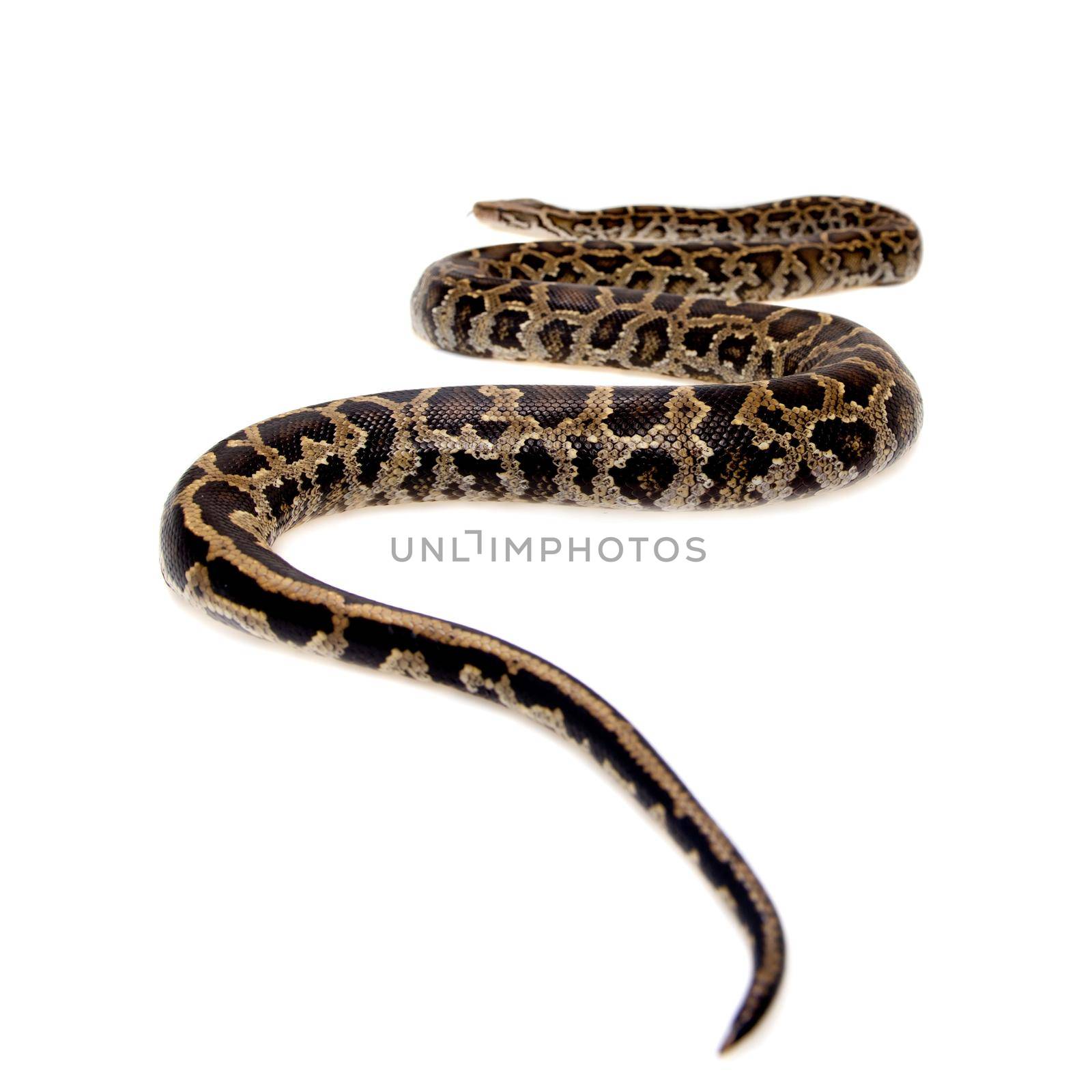 Burmese python on white background by RosaJay